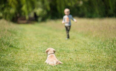 Child treaning his dog in the green nature. Focus on dogの写真素材