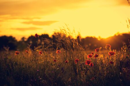 Flowers in sunset in the meadow. Poppy flowersの写真素材
