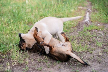 Mongrel and Labrador retriever dog playing on the lawn