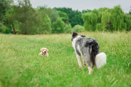 Labrador puppy waiting for his friend a Border Collie in the green park