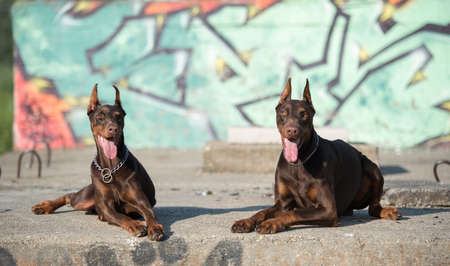 Doberman pinscher dog before a graffiti wall