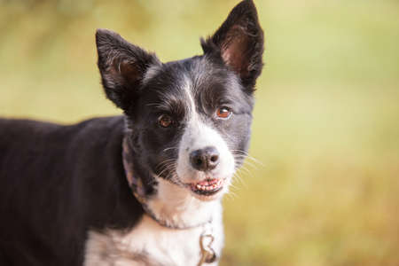 Closeup photo of a Border collie in the park