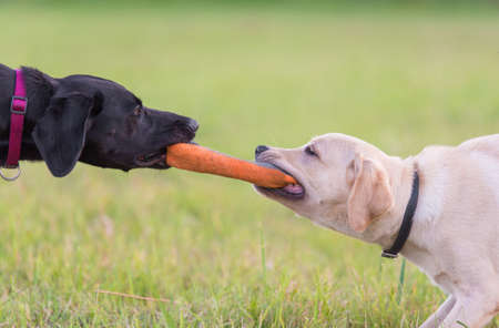 Black and yellow Labrador retriever dog playing in the parkの写真素材