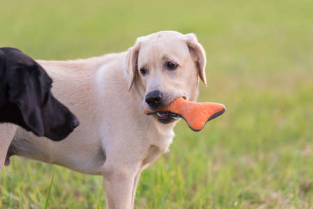 Black and yellow Labrador retriever dog playing in the parkの写真素材