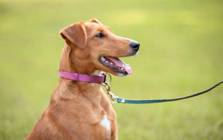Closeup photo of a labrador dog in the park