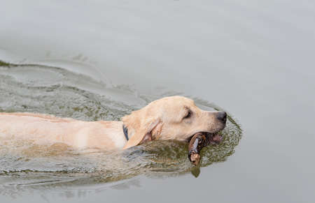 Yellow Labrador Retriever dog swims in a lake and plays with a stick in his mouthの写真素材
