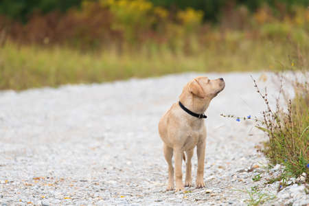 Yellow Labrador retriever dog swimming in the waterの写真素材