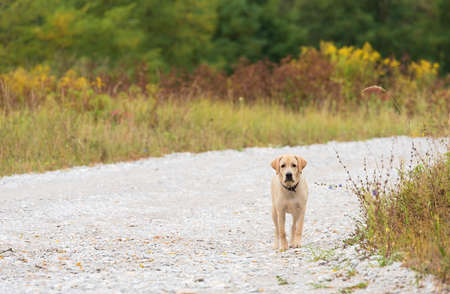 Yellow Labrador retriever dog swimming in the waterの写真素材