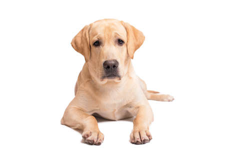 Beauty labrador retriever dog isolated on a white backgroundの写真素材