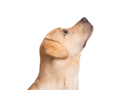 Beauty labrador retriever dog lie in the room and looking something