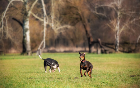 Two dogs playing with a tree in the parkの写真素材