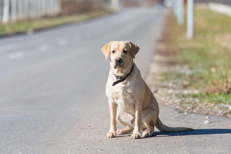Adorable labrador retriever dog isolated on a black backgroundの写真素材
