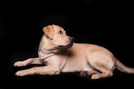 Adorable labrador retriever dog isolated on a black background