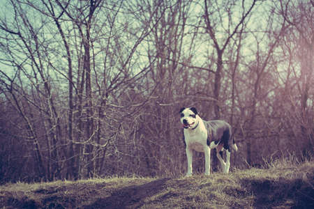 Adorable pitbull terrier dog in the park