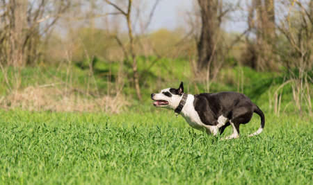 Yellow Labrador Retriever dog, running in the green parkの写真素材