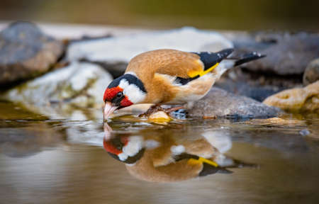 A hawfinch bird standing on a branch in the gardenの写真素材