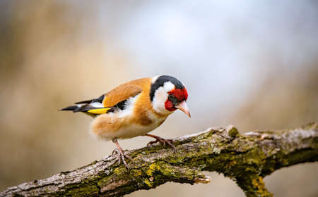 A hawfinch bird standing on a branch in the gardenの写真素材