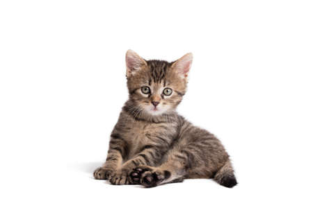 Adorable gray cat playing with aluminum foil ball. Cat isolated on a white backgroundの写真素材