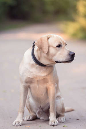 Adorable Labrador Retriever dog ion green grass in the garden