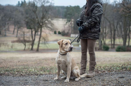 Adorable Labrador Retriever dog in nature with owner