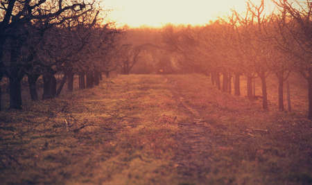 Scenic orchard with straight rows of apple trees at sunsetの写真素材