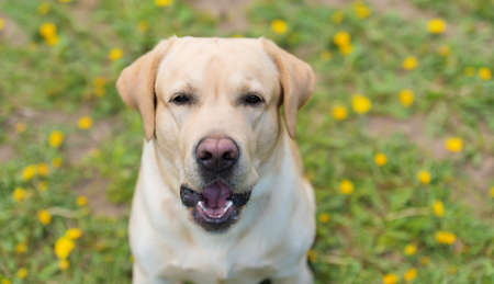 Closeup photo of a labrador retriever dogの写真素材