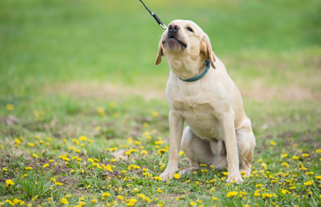 Closeup photo of a labrador retriever dogの写真素材