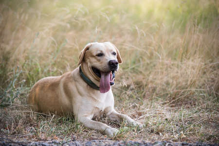 Closeup photo of a labrador retriever dogの写真素材