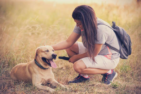 Adorable Labrador retriever dog sitting in the green parkの写真素材