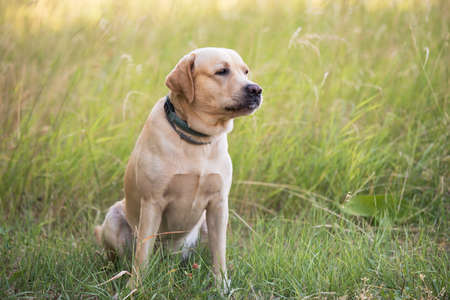 Closeup photo of a labrador retriever dogの写真素材