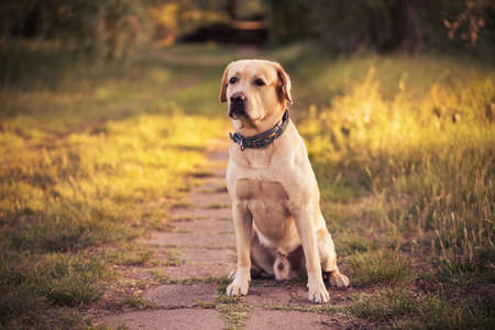 Closeup photo of a labrador retriever dogの写真素材