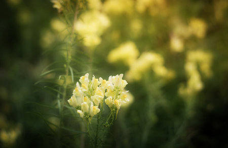 Beautiful pink roses in soft color. Blur style for backgroundの写真素材