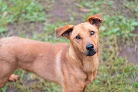 Brown mongrel dog in the parkの写真素材