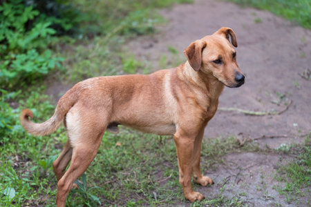 Brown mongrel dog in the parkの写真素材