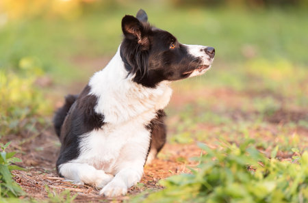 Adorable border collie dog in the greenの写真素材