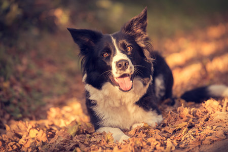 Adorable border collie dog in the greenの写真素材