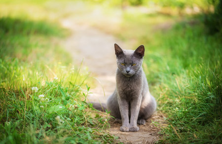 Beautiful blue cat in the green on a sunny dayの写真素材