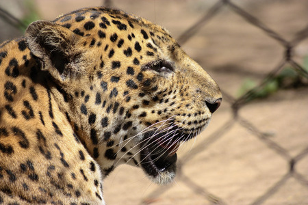Leopard in Profileの写真素材