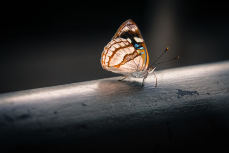 Dynamine Tithia Salpensaの写真素材