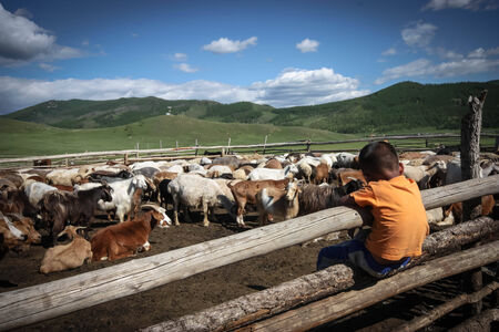 A nomadic mongolian boy watching a herd of goatsのeditorial素材
