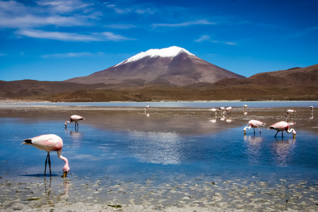Flamingos on lake in Andes, the southern part of Boliviaの写真素材