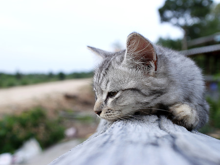 Lazy kitten sleep on concrete lineの写真素材