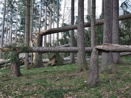 Broken trees in a forest