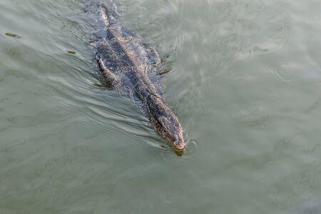Monitor lizard swimming in the river looking for fish.の写真素材