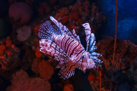 Lion fish swimming in the water.の写真素材