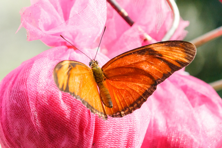 Orange big butterfly gathering food.の写真素材