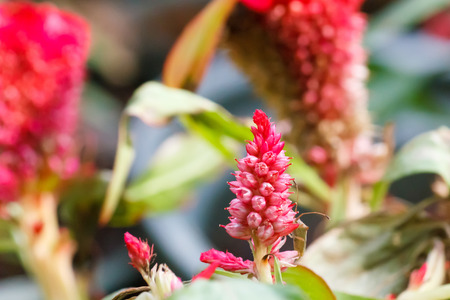 Cockscomb flower in red color.の写真素材