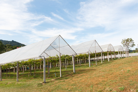 Cultivated farm of grape with roof.の写真素材