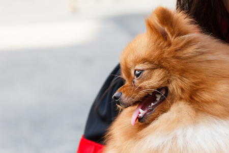 Side of Pomeranian dog in woman's arm.の写真素材