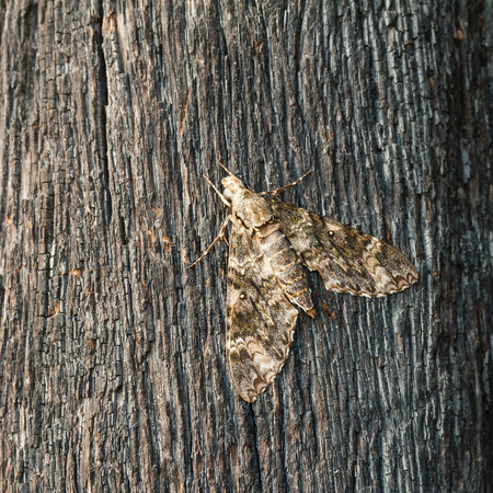 Moth standing still on wood.の写真素材